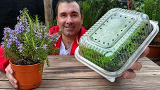Romero desde Semilla: El Truco del Invernadero Casero