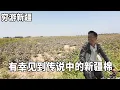Lagu 穷游兄弟自行车骑行新疆，行驶在乡间小道有幸见到新疆棉，狗子见到兴奋的进去施肥【云游兄弟】