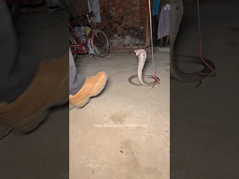 रात के 2:00 AM निकला बेहद ही जहरीला कोबरा सांप 🤔 कोपवा सिंहाचौर (बलिया)