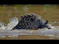 Download Lagu Jaguar mom moving her cub to the other side of the river
