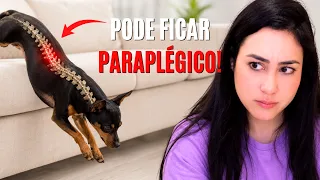 PASSO-A-PASSO: ENSINE SEU CÃO A PEDIR PRA SUBIR E DESCER DO SOFÁ E DA CAMA