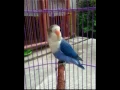 Lagu dijamin ngekek, Master LOVEBIRD, Terapi Lovebird, NGEKEK durasi Lama