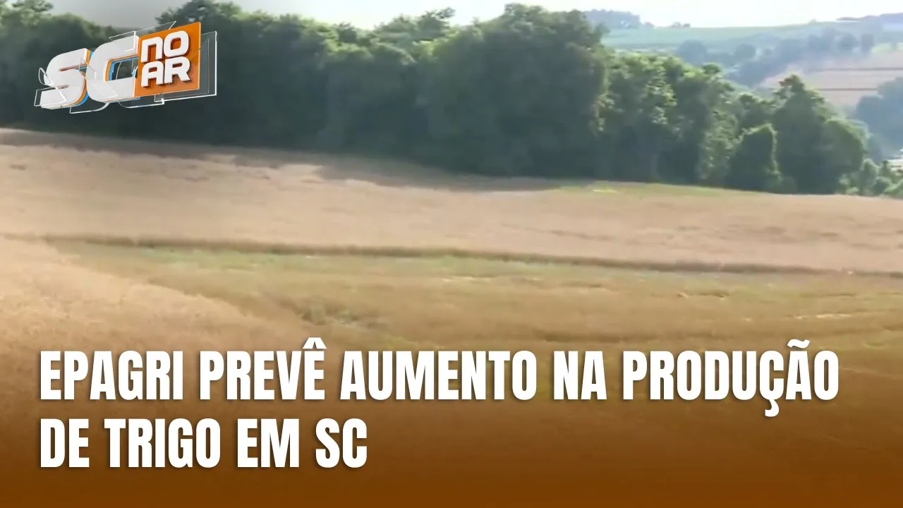 Produção de trigo em SC deve aumentar mais de 40%