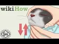 Download Lagu WikiHow Images