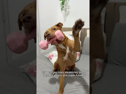 O QUE IMPORTA É SE DIVERTIR 😂 #pitbull #cachorro #pets #rotina #cachorrosdivertidos