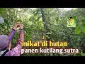 Download Lagu memikat burung dihutan banyak dapat kutilang sutra (sipacah)
