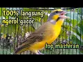 Download Lagu Mozambik Gacor Speed Rapat NGEROL PEDAS untuk masteran...!!!