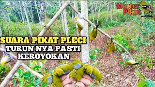  suara pikat pleci kombinasi kolibri dijamin turun keroyokan