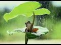 Frog Sounds Relaxing Music Therapy ASMR For Sleep