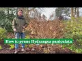 How to prune Hydrangea paniculata The RHS