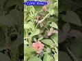 Download Lagu Old man and garden #nature #rose #beautiful #garden