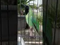 Lagu burung cucak ijo gacor #cucakijo #birds #kicaumania #burung