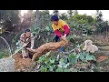 Download Lagu 挖出50多斤大葛根，阿嬷做3道葛根粉美味，酥脆嫩滑咸香下饭丨kudzu powder【闽湖阿嬤FujianGrandma】