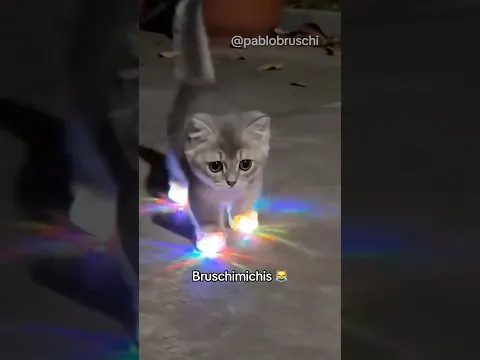 BRUSCHIMICHIS 529😹