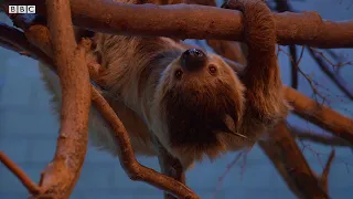 Can Sloths Swim Weird Animal Searches BBC Earth Kids