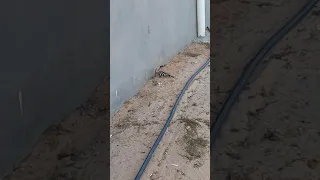 ماذا ياكل الهدهد 