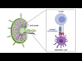 Structure and Immune Function of the Lymphatic System