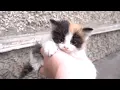 Baby Calico kittens are little angels in the world