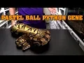 All about pastel ball pythons Look combos what they can do