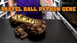 All about pastel ball pythons Look combos what they can do