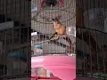 Burung Pitohui Rusty Mata Putih Endemik Papua #kicaumania #burung #pitohui #pitohuirusty