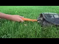 Snapping turtle strike in super slow motion