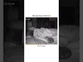 Download Lagu Only cat lovers feel this🥺💕 #cat #catshorts #catlover #kittten #viralvideo #shorts