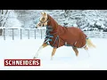 StormShield Extra Coverage Turnout Horse Blankets - Schneider Saddlery