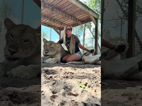 Lion Girls