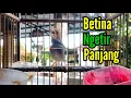 Lagu PRENJAK BETINA | Masteran Prenjak Betina Ngetir panjang Istimewa Suara jernih memanggil Jantan |