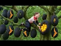 Download Lagu Harvesting +1000Kg Rare Giant Cracked Black Jackfruit, Curious Crowd Sold Out Fast at Village Market