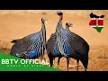 Download Lagu Birds Of Kenya | Most Beautiful Birds Found in Kenya You've Never Seen | BBTV Official