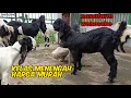 Download Lagu Kambing pe jemoko, induk \u0026 dara (kawinan/bunting tua) cempe, freeongkir p, jawa
