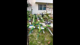 Kitchen Garden parrots feeding with rice #parrots 22/10/2026