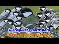 Download Lagu suara pikat Burung gelatik batu gacor dan cocok juga buat pancingan gelatik batu yg susah bunyi✅✅✅