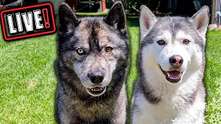 Husky Hangout  🔴 LIVE Q & A With our Siberian Huskies!