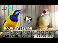 Lagu 🔴RAJA MASTERAN TEMBAKAN RAPAT CUCAK CUNGKOK VS KAPAS TEMBAK GACOR video ini berjeda