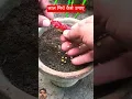 Lagu Growing chilli saplings from a hot red pepper#shorts #youtubeshorts