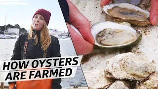 What It Takes to Farm 10 000 Oysters a Week in Freezing Temperatures How to Make It