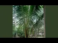 Download Lagu Kekasihku