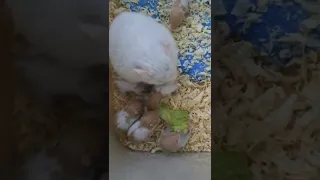 وقت الاكل الهامستر دندنها