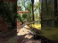 Crocodile training