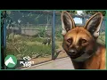 Maned Wolf Giant Anteater Habitat Elm Hill City Zoo Planet Zoo