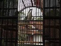 Download Lagu manuk toed matahari