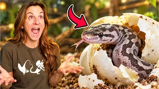 We Cut Open These Snake Eggs… Look What Hatched!