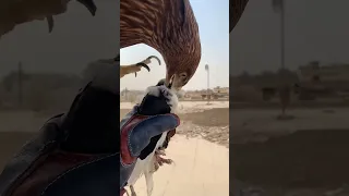 ببینید عقاب یا چه قدرتی سر کبوتر رو از بدنش جدا میکنه عقاب شاهین 