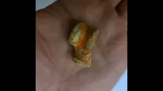 خصوصیات بجل گرگ 