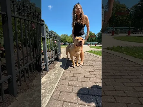 Crusha take Emily for a walk #dogsofyoutube #americanbully