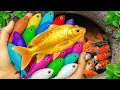 Lagu Catch beautiful aquarium fish in small pond baby turtles, eel, koi, pencil fish,  blue guppy, puffe🐬