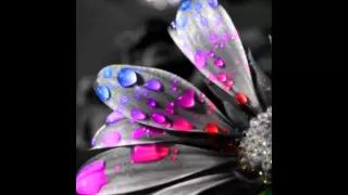 حلاوه       رضا البحراوى دندنها